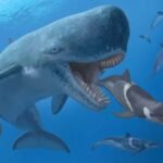 Ancient whale Melvillei, the nightmare of the super shark Megalodon 3