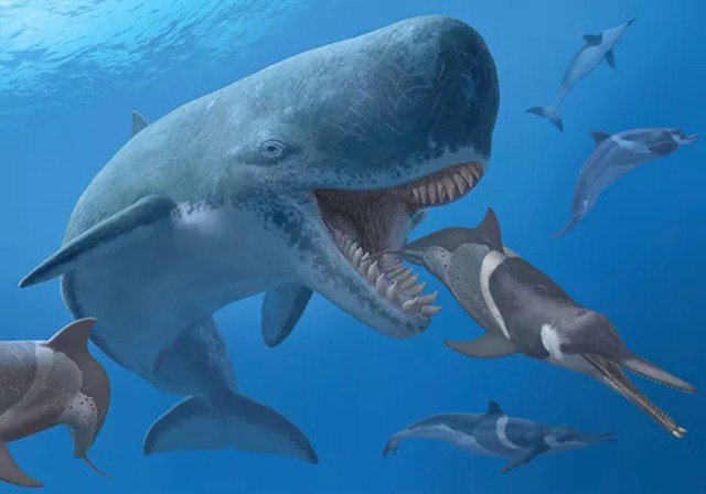 Ancient whale Melvillei, the nightmare of the super shark Megalodon 3